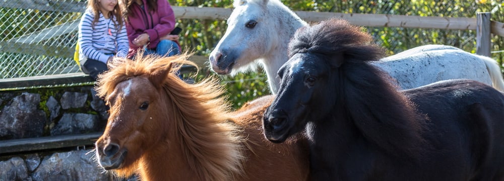 Ponys im Zoolino im Zoo Zürich