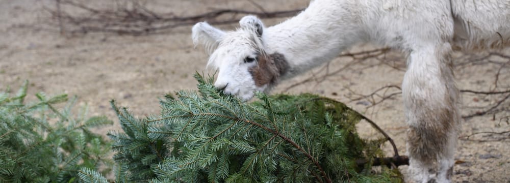 Lama im Zoo Zürich futtert Christbaum.