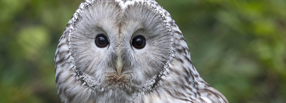 Habichtskauz im Zoo Zürich.