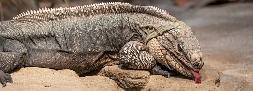 Exuma-Wirtelschwanzleguan
