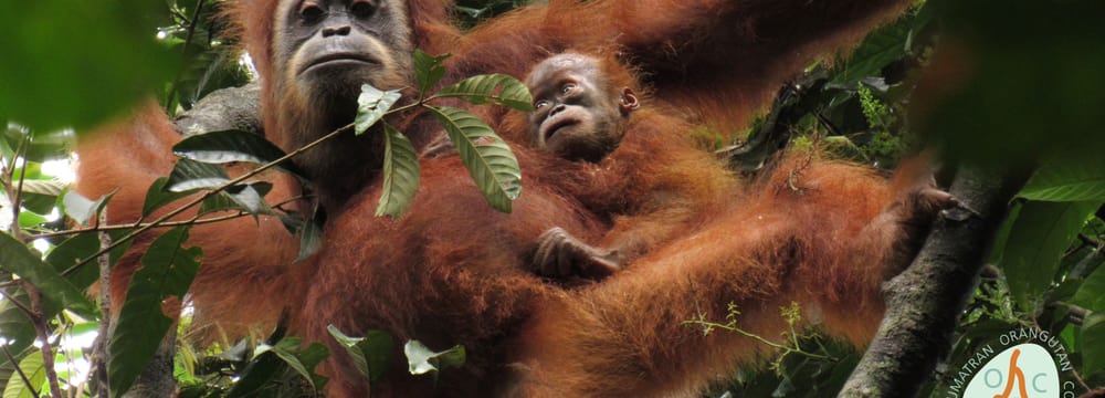 Die wiederausgewilderte Orang-Utan-Dame «Marconi» und ihr Sohn «Masen» in Jantho, Sumatra.