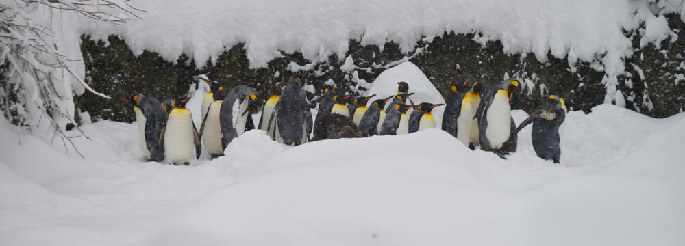 Königspinguine im Zoo Zürich am 15.1.2021.