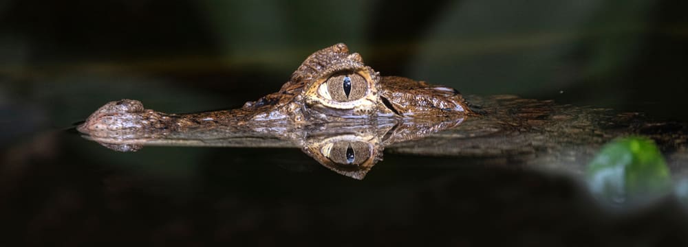 Breitschnauzenkaiman im Exotarium des Zoo Zürich.