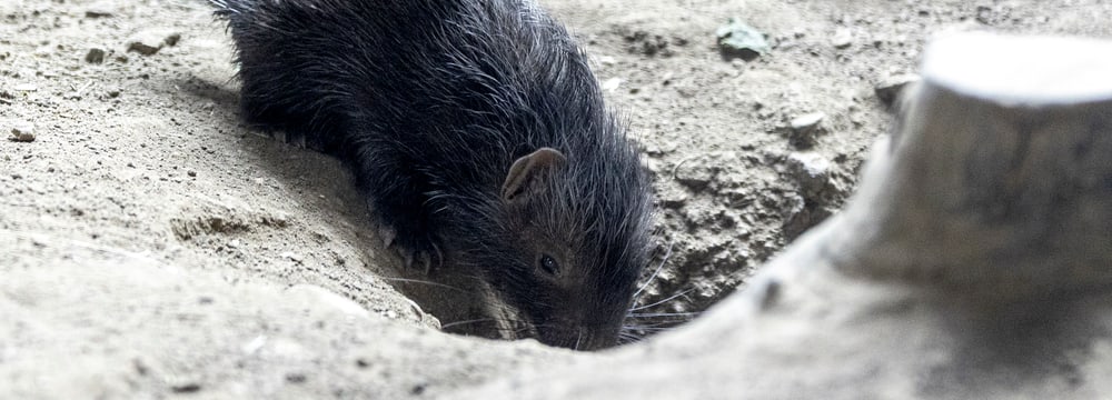 Stachelschwein Jungtier im Zoo Zürich.