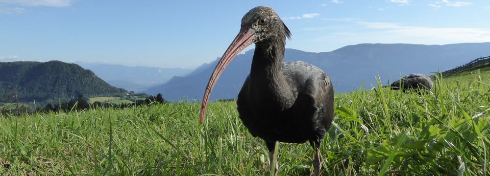 Juveniler Waldrapp des Waldrappteamprojekts.
