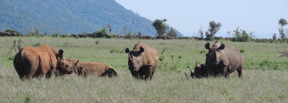 Spitzmaulnashörner im Lewa Wildlife Conservancy in Kenia.