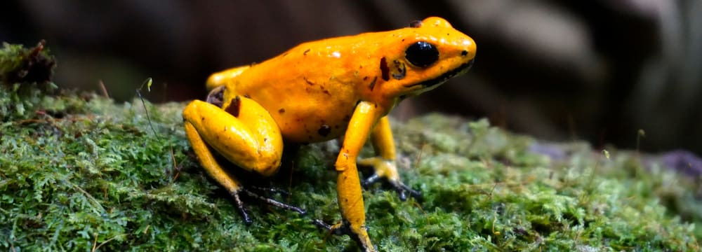 Phyllobates terribilis.