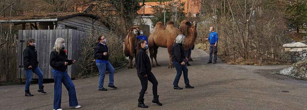 Aufnahmen für die Jerusalema-Tanzchallenge im Zoo Zürich.