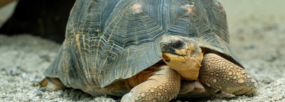 Strahlenschildkröte im Zoo Zürich