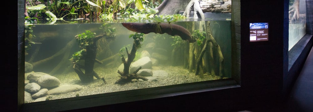 Zitteraal im Aquarium des Zoo Zürich.