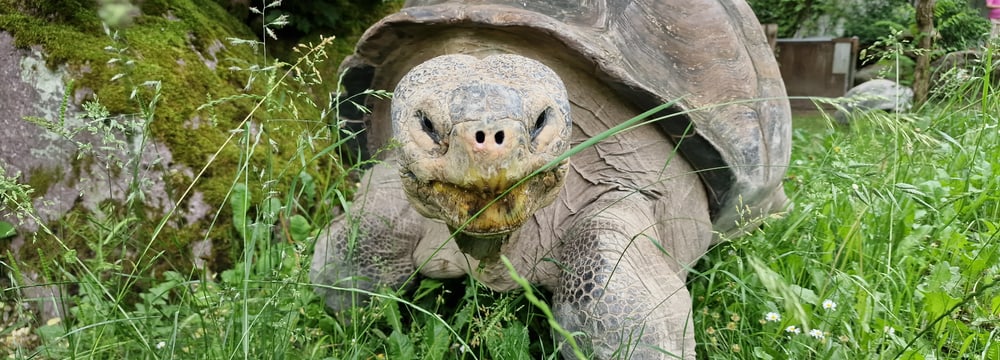 Galapagos-Riesenschildkröte bei der Eröffnung der Aussensaison 2022.