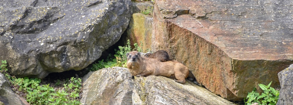 Kap-Klippschliefer im Zoo Zürich.