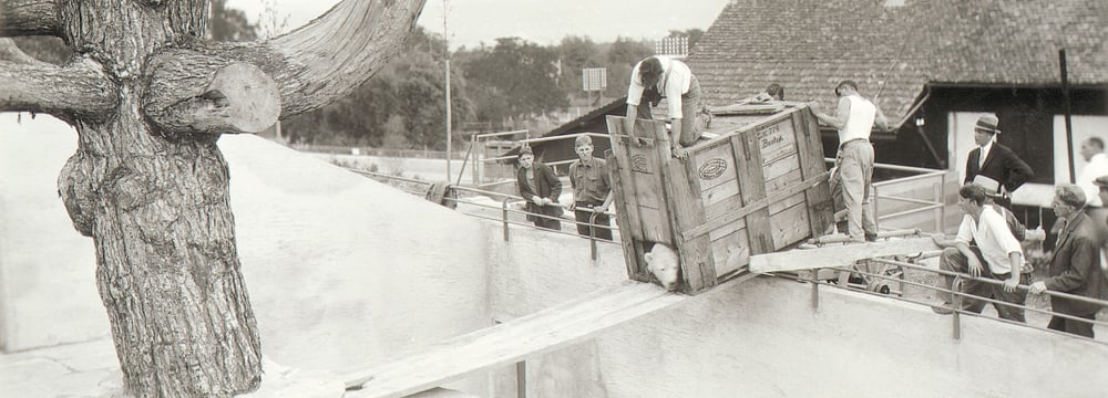 Historische Aufnahme Zoo Zürich