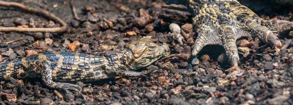 Junger Breitschnauzenkaiman neben Erwachsenentier im Zoo Zürich.