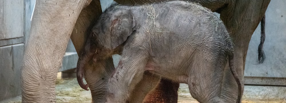 Elefanten mit neugeborenem Jungtier im Kaeng Krachan Elefantenpark im Zoo Zürich. 