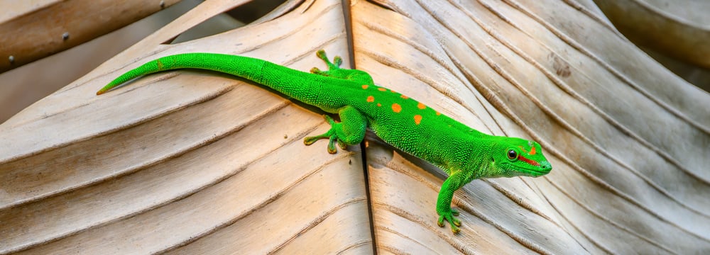 Grosser Madagaskar-Taggecko im Masoala Regenwald im Zoo Zürich.
