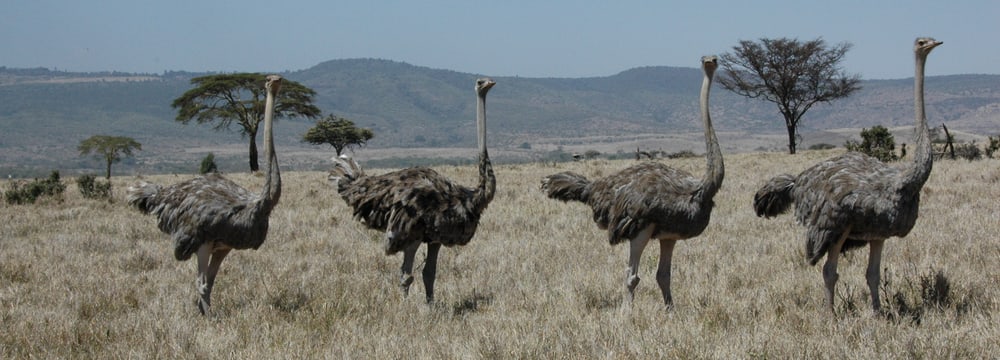 Strausse im Lewa Wildlife Conservancy in Lewa.