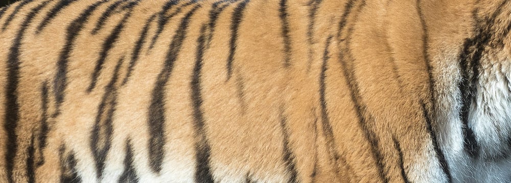 Fell eines Amurtigers im Zoo Zürich.