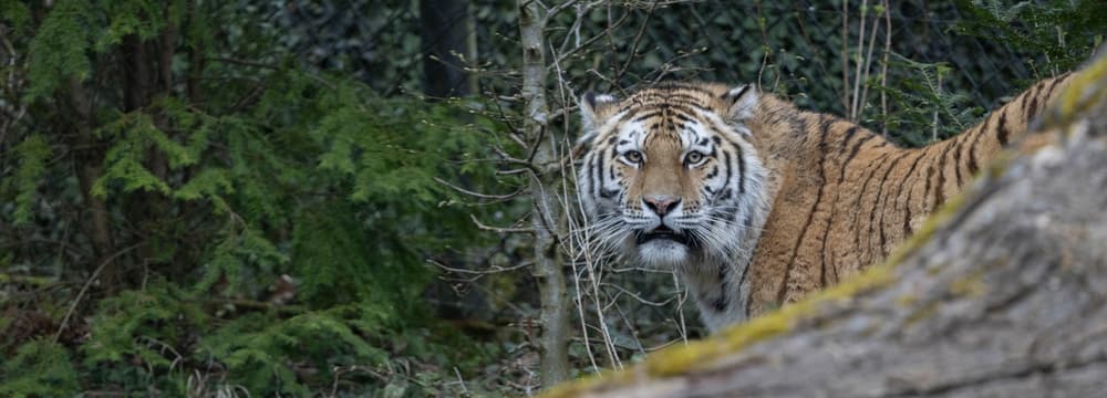 Amurtiger Zeya im Zoo Zürich. 