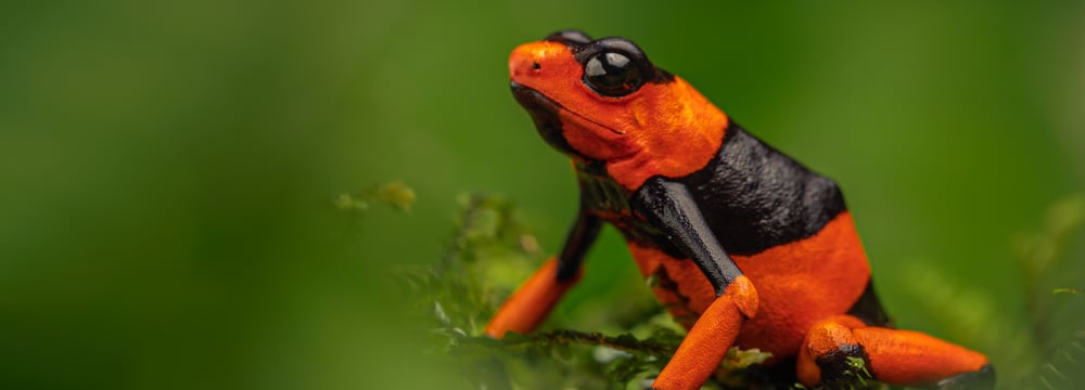 Lehmanns Baumsteiger (Oophaga lehmanni); erste Auswilderung von 29 Tieren aus der Zuchtstation Calì Zoo; erste Amphibien-Auswilderung in Kolumbien.