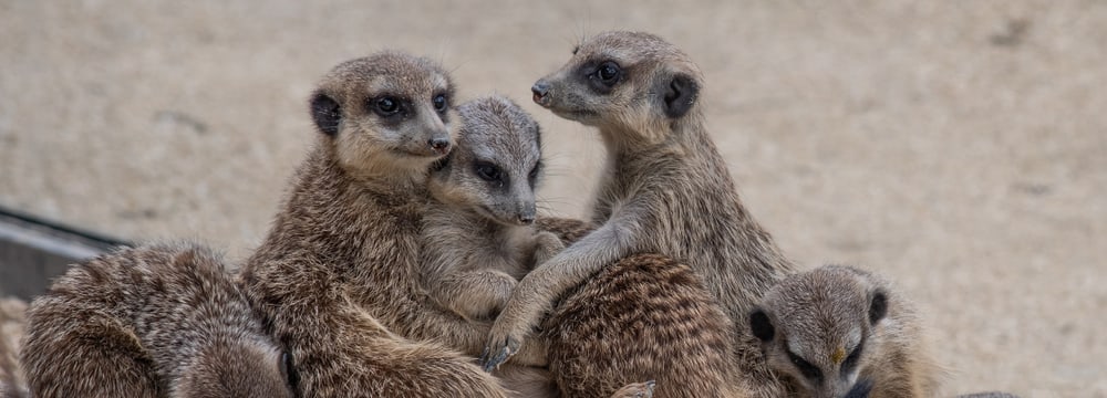 Erdmännchen in der Lewa Savanne des Zoo Zürich (2020).