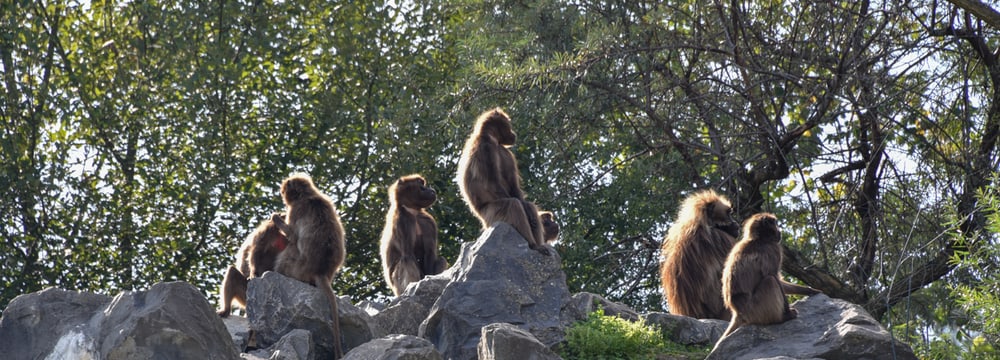 Dscheladas im Zoo Zürich.