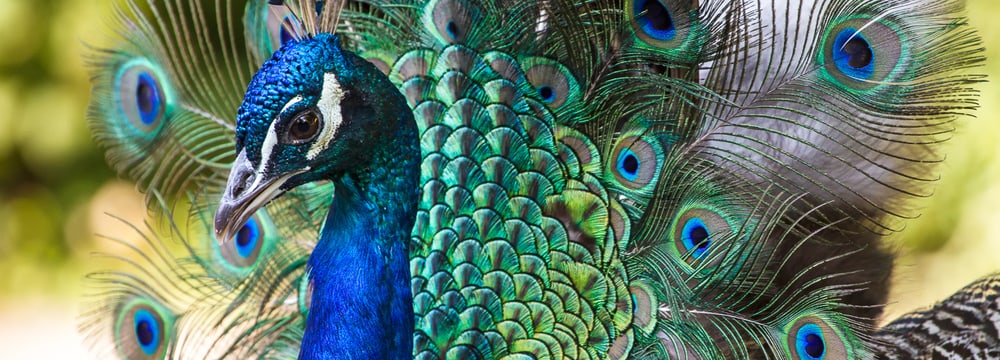 Blauer Pfau im Zoo Zürich.