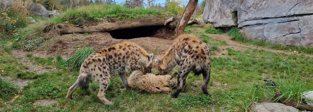 Die Tüpfelhyänen in der Lewa Savanne des Zoo Zürich mit einem toten Schaf.