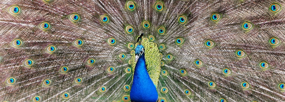 Radschlagender Blauer Pfau im Zoo Zürich.