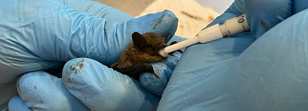 Fütterung einer Zwergfledermaus in der Fledermaus-Notpflegestation.