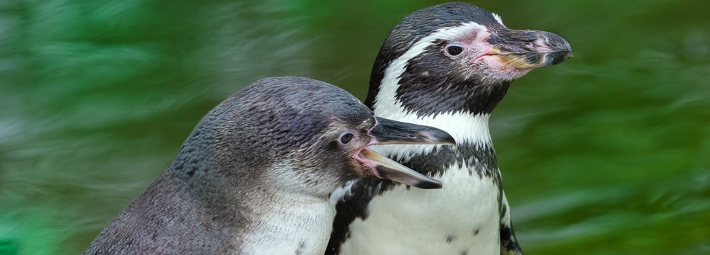 Humboldtpinguine im Zoo Zürich.