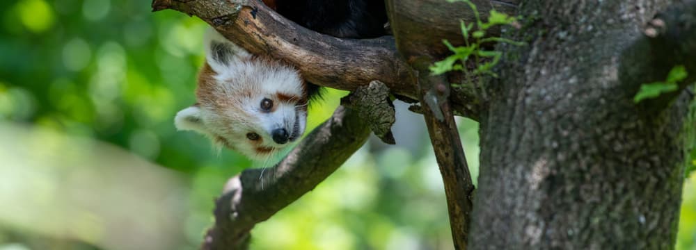 Kleiner Panda Siddhi zum ersten Mal in der Anlage.