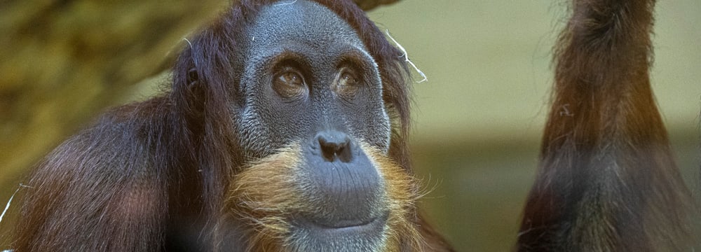 Sumatra-Orang-Utan Awang im Zoo Zürich.