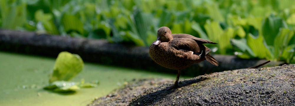Bernierente im Zoo Zürich.