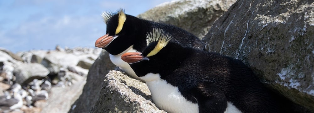 Fiordland Pinguine 