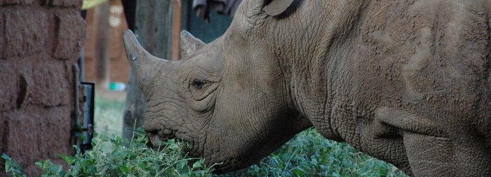 Spitzmaulnashorn im Lewa Wildlife Conservancy in Kenia.