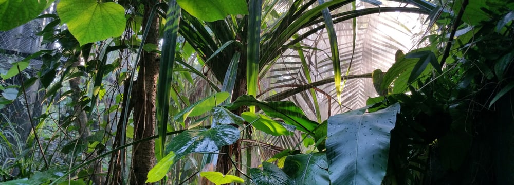 Regen im Masoala Regenwald im Zoo Zürich.