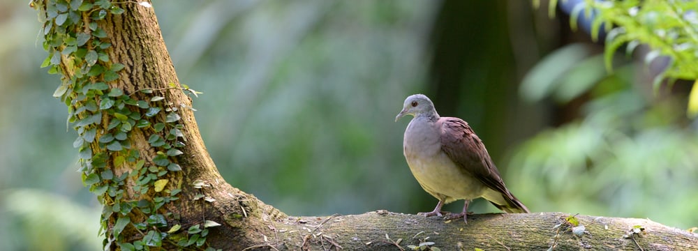 Madagaskar-Turteltaube im Zoo Zürich.