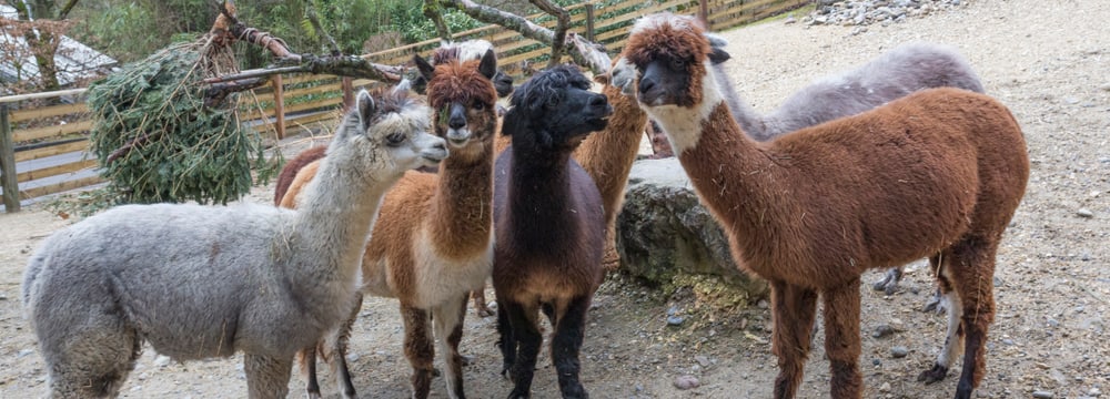 Alpakas im Zoo Zürich