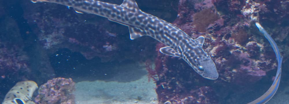 Korallenkatzenhai im Zoo Zürich.