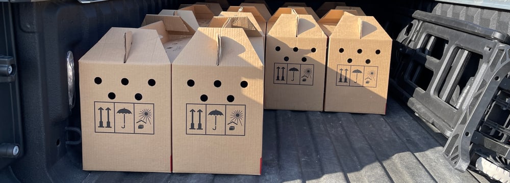 Transportboxen der jungen Habichtskäuze zur Auswilderung in Österreich.