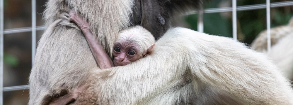 Junger Kappengibbon im Zoo Zürich.