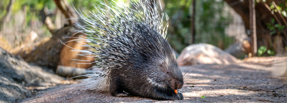 Stachelschwein in der Lewa Savanne im Zoo Zürich.