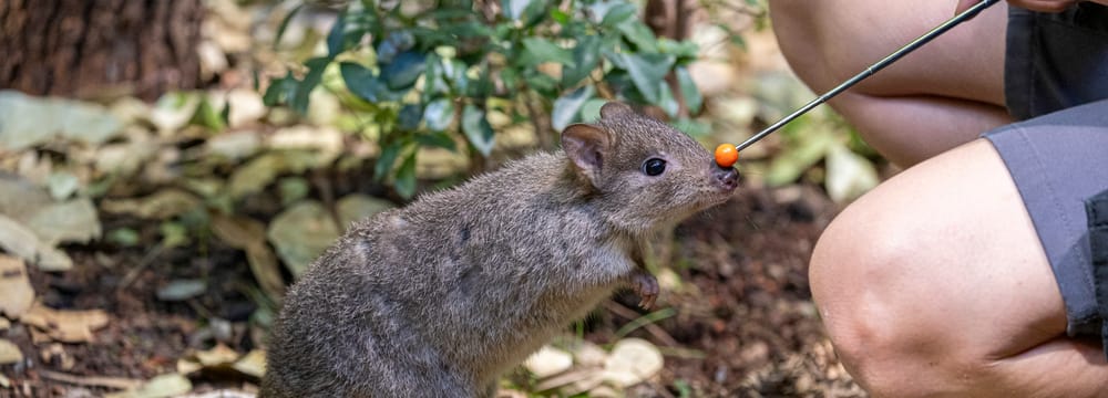 Bürstenschwanz-Rattenkänguru beim medizinischen Training im Zoo Zürich. 