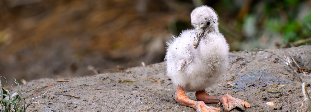 Junger Flamingo im Pantanal des Zoo Zürich.