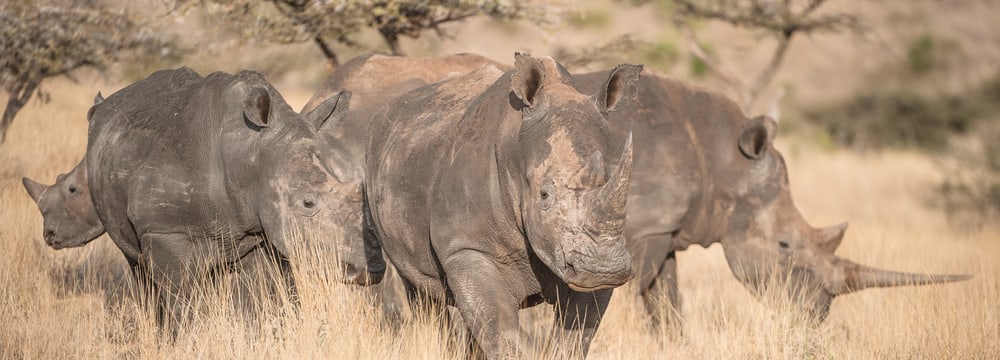 Breitmaulnashörner im Lewa Wildlife Conservancy in Kenia.