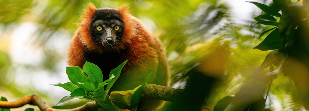 Roter Vari im Masoala Regenwald des Zoo Zürich.
