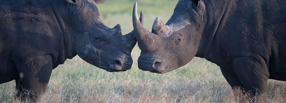 Breitmaulnashörner im Lewa Wildlife Conservancy in Kenia.