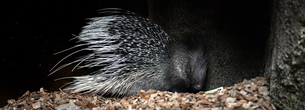 Stachelschwein