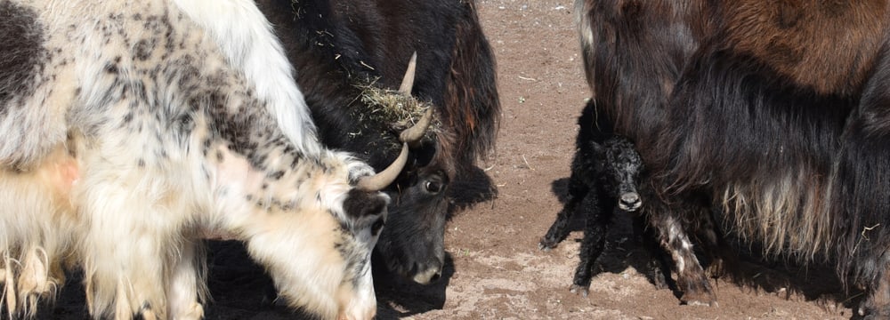 Junger Hausyak in der Mongolischen Steppe im Zoo Zürich.